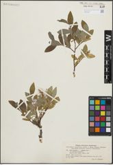 Foto von Salix hastata L. x Salix reptans Rupr.